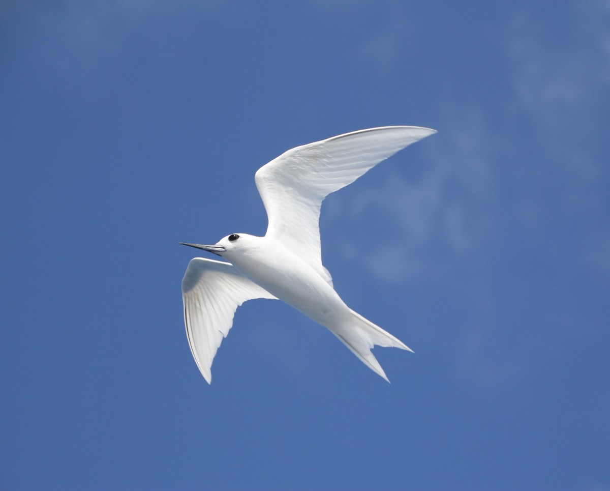 White Tern