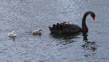 Black Swan Family4