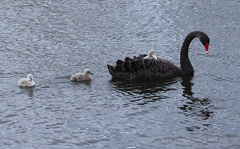 Black Swan Family4