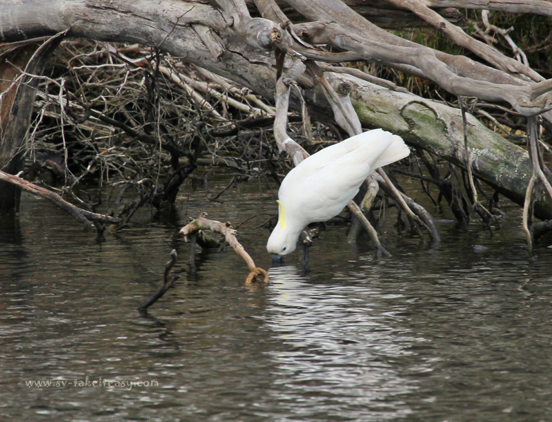 Cockatoo having a drink