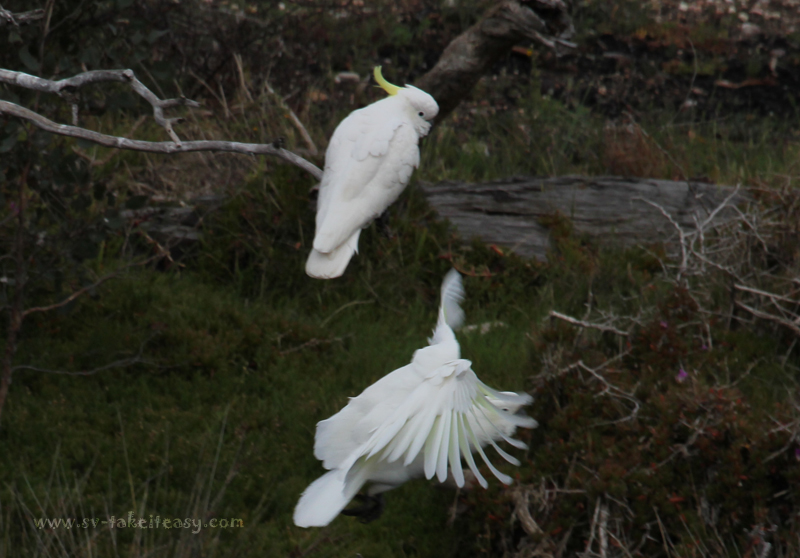 Cockatoo launch