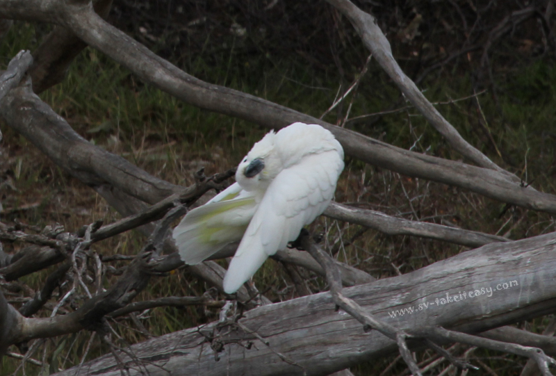 Cockatoo posing