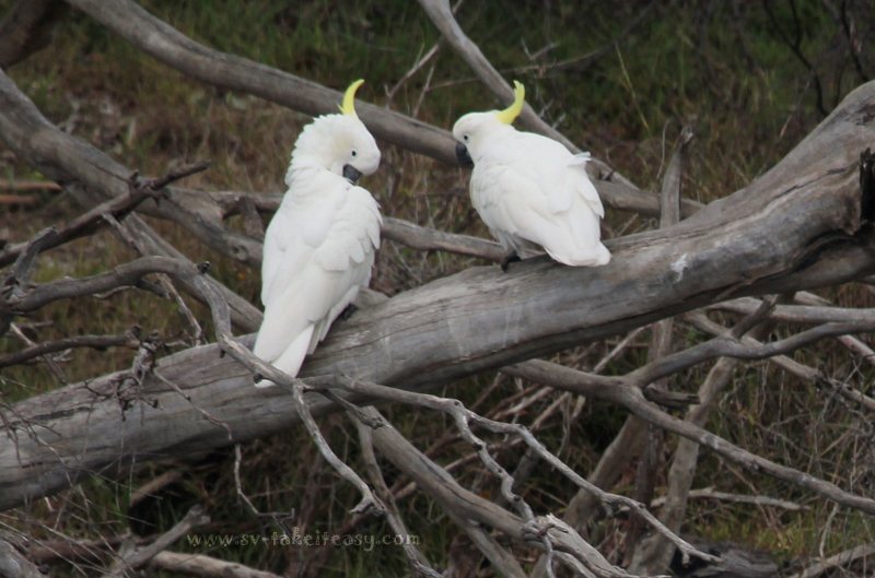 Cockatoos preening