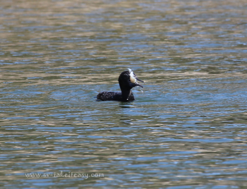 Little Black Cormorant with a fish in his bill