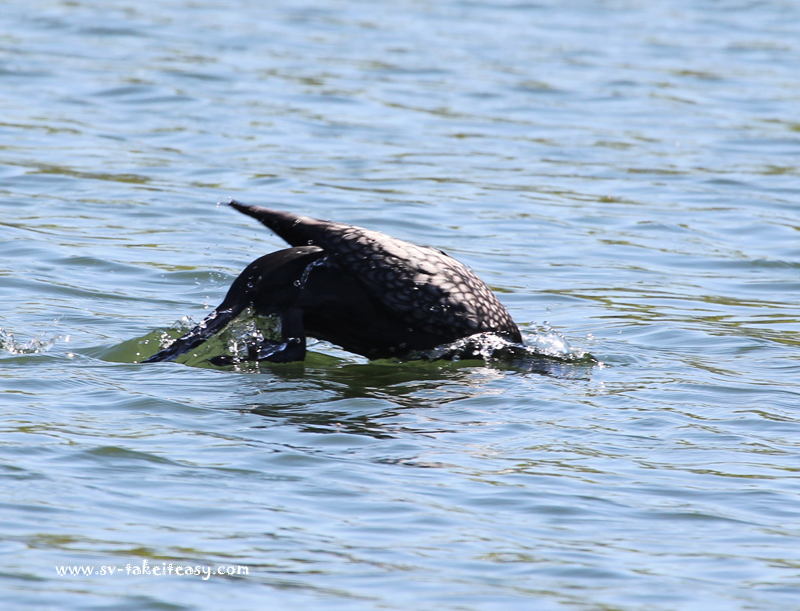 Little Black Cormorant Diving