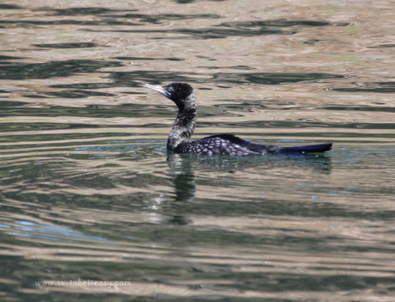 Little Black Cormorant Fishing