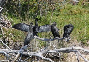 Drying the wings and preening
