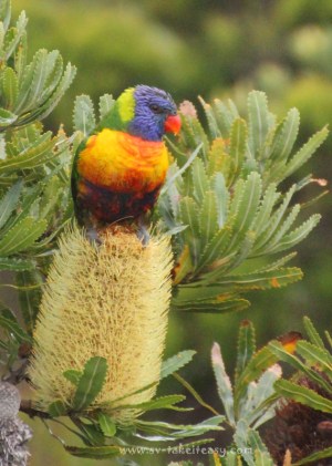 Rainbow Lorikeet in Banksia