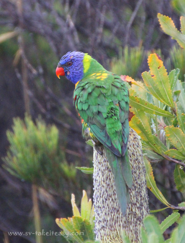 Rainbow Lorikeet in Banksia