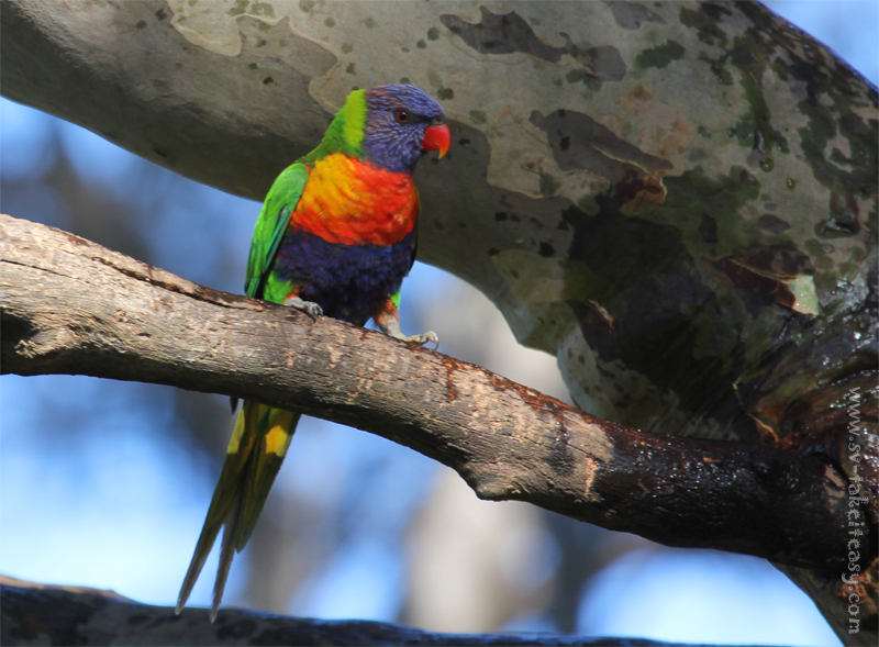 Rainbow Lorikeet