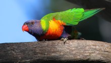 Rainbow Lorikeet