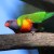 Rainbow Lorikeet