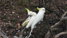 Sulphur Crested Cockatoos