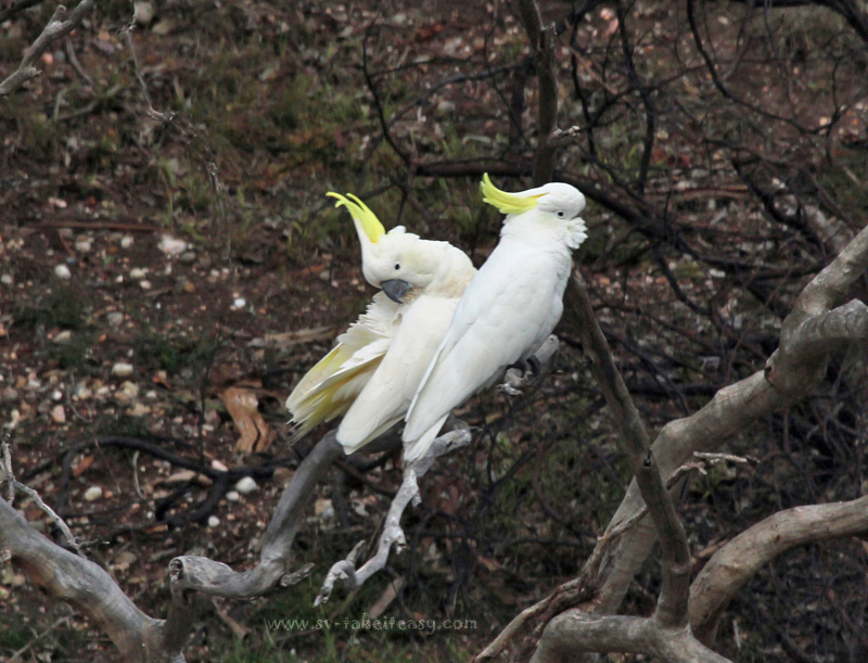 Sulphur Crested Cockatoos