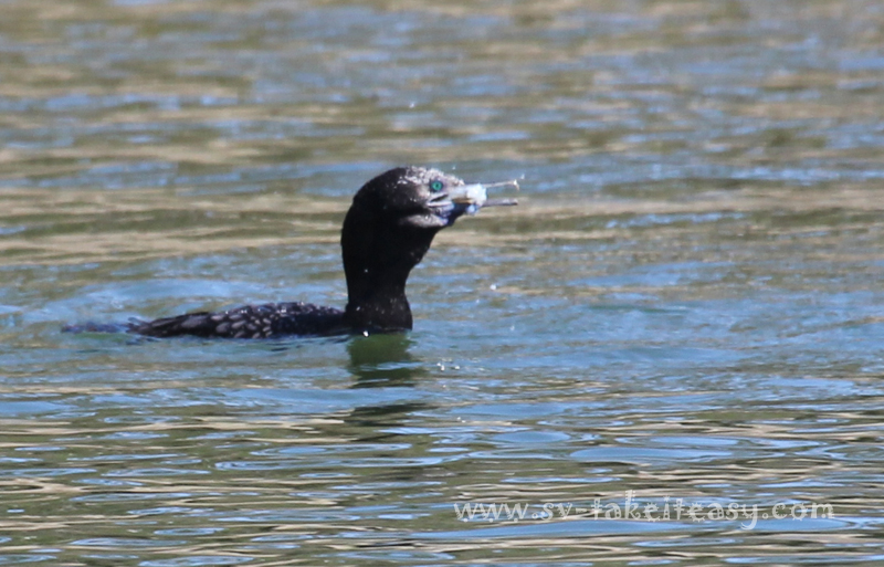 Little Black Cormorant swallowing a fish