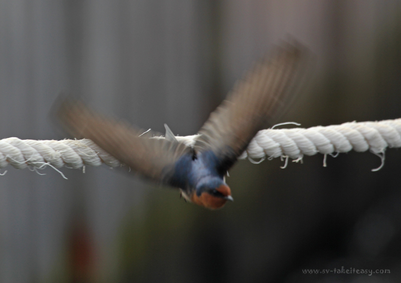 Welcome Swallow Launch