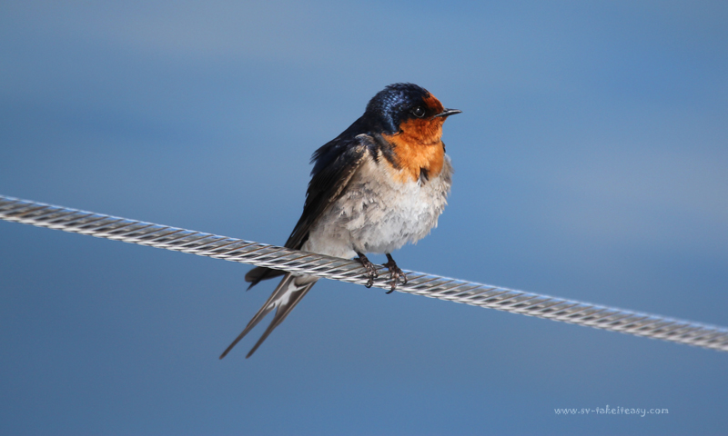 Welcome Swallow1