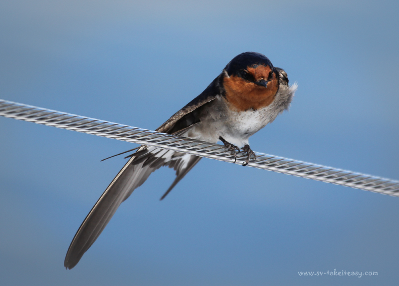 Welcome Swallow3