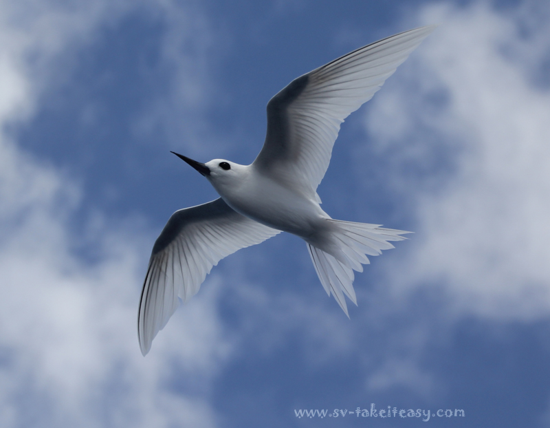 White Tern