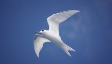 White Tern