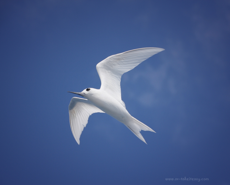White Tern