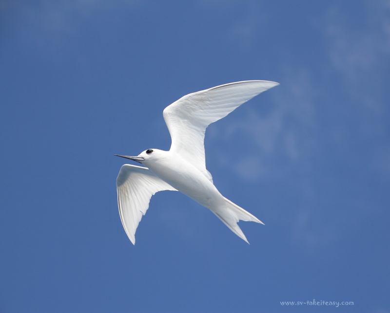 White Tern1