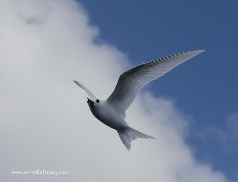 White Tern2