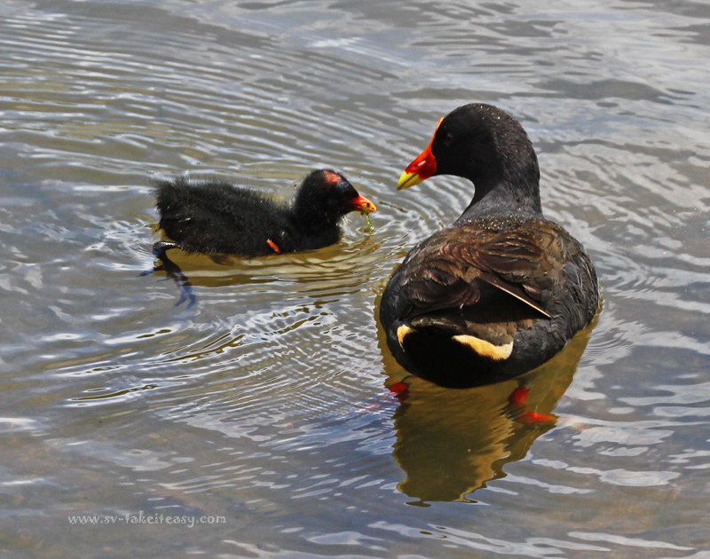 Dusky Moorhen and chick