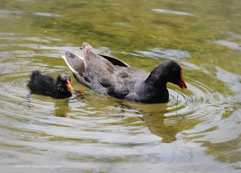 Dusky Moorhen and chick2