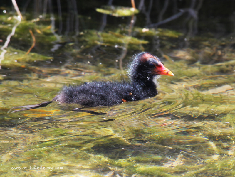 Dusky Moorhen chick2