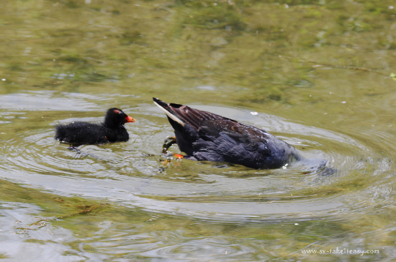 Dusky Moorhen Feeding1