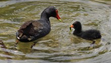 Dusky Moorhen Feeding2