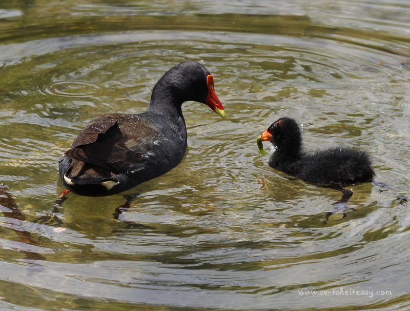 Dusky Moorhen Feeding2