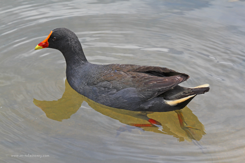 Dusky Moorhen 2