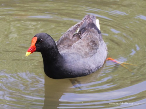 Dusky-Moorhen3