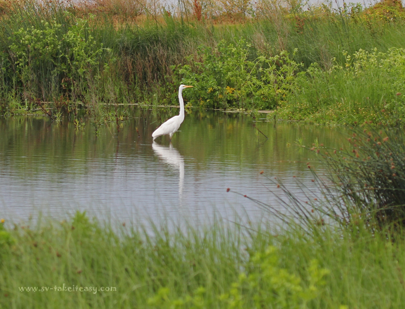Egret relocated safely
