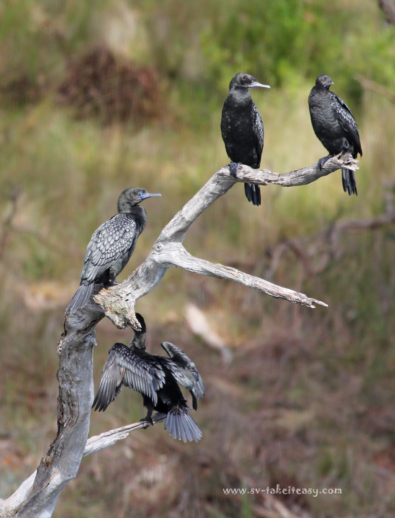 Four Little Black cormorants
