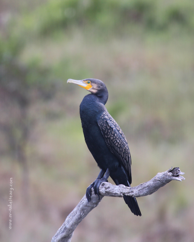 Great Cormorant