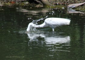 Great Egret Fishing1