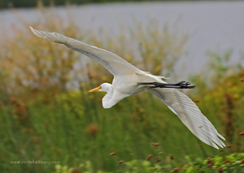 Great Egret in Flight4
