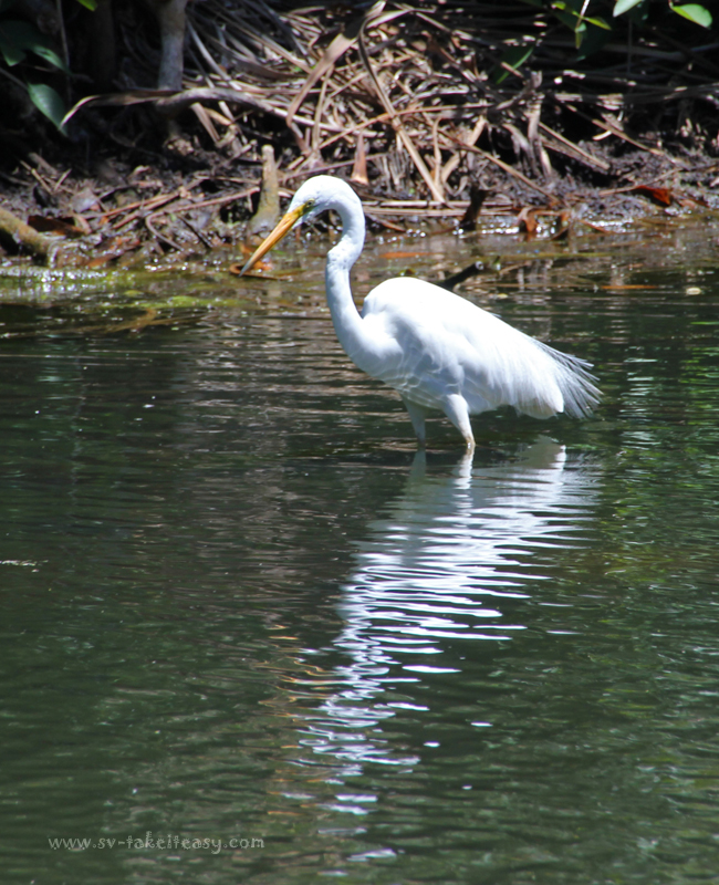 Great Egret Reflection
