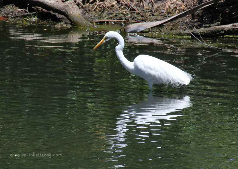 Great Egret Stalking