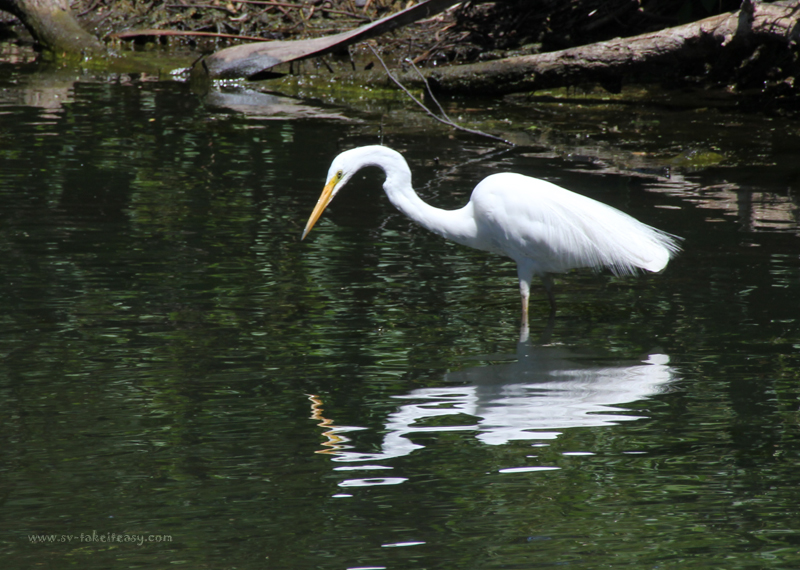 Great Egret Stalking2