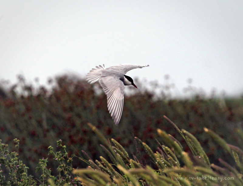 Whiskered Tern Aloft