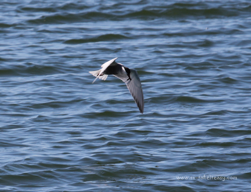 Whiskered Tern Fishing1