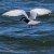 Whiskered Tern Fishing2