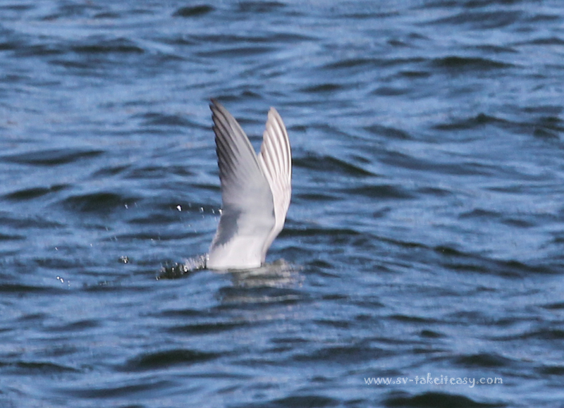 Whiskered Tern Fishing5