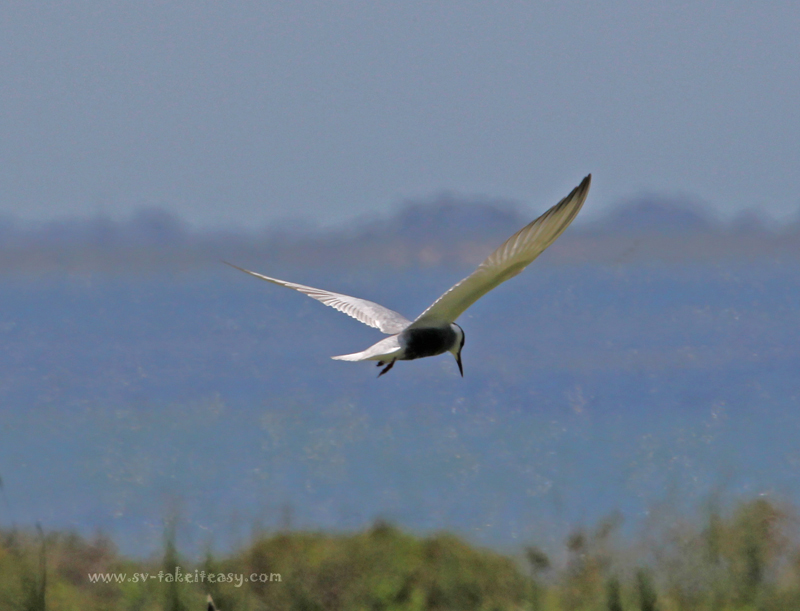 Whiskered Tern Hovering over