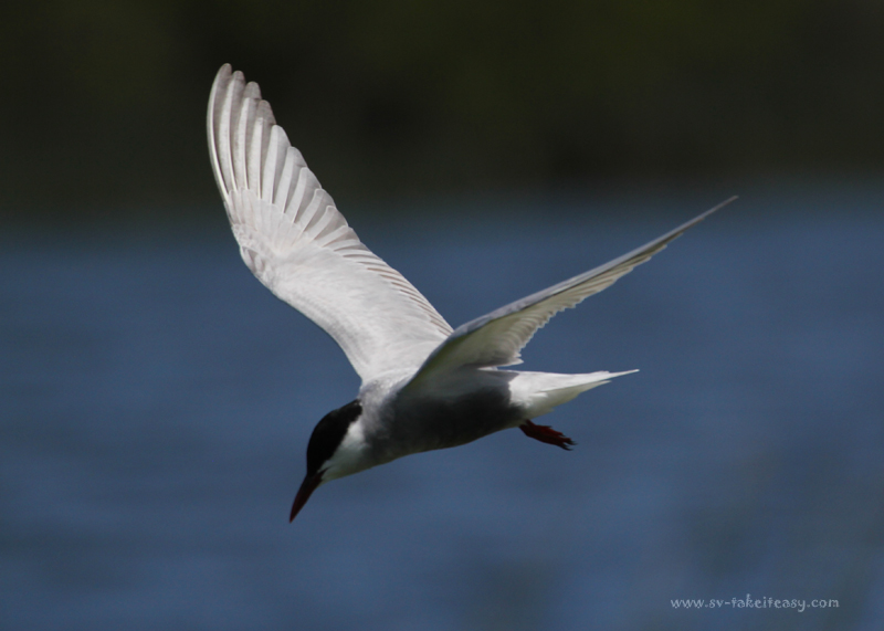 Whiskered Tern in Flight 4