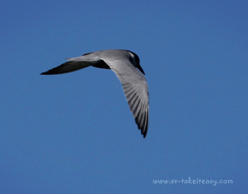Whiskered Tern in Flight